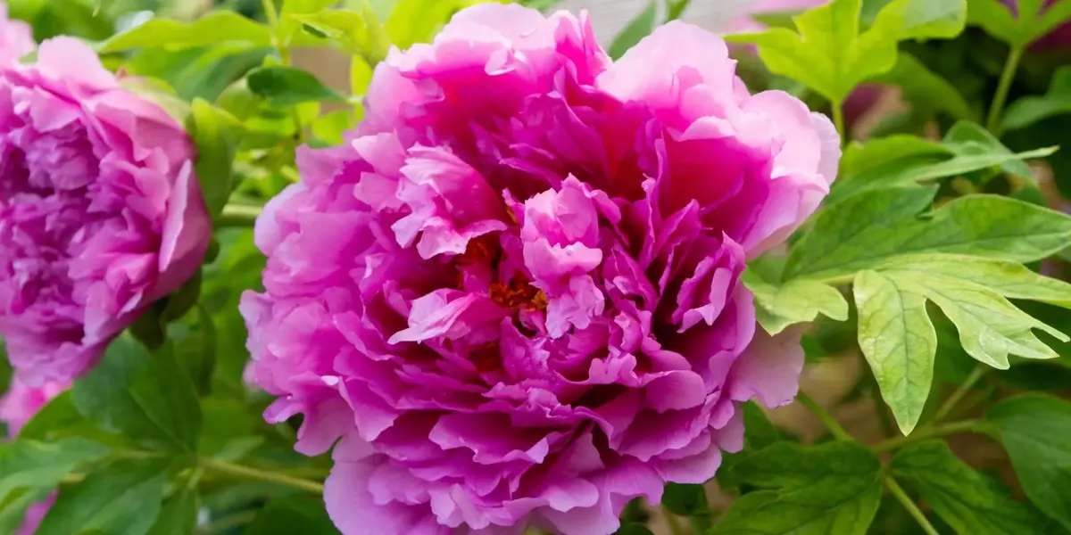Gli Estratti di Peonia Selvatica: Un Nuovo Alleato Cosmetico Contro il Fotoinvecchiamento Cutaneo
