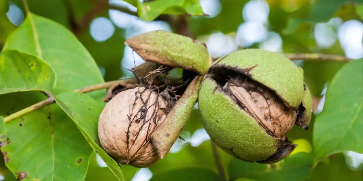 Ricerca Approfondita sull'Olio di Noci per Usi Cosmetici
