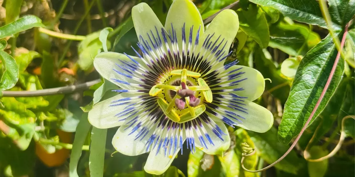 Potenziale Inesplorato: Polisaccaride da Frutto della Passione Fermentato Protegge la Pelle dai Raggi UVB