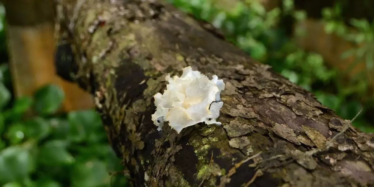 Potenziali Applicazioni dei Composti Bioattivi Fungini nel Settore Cosmetico