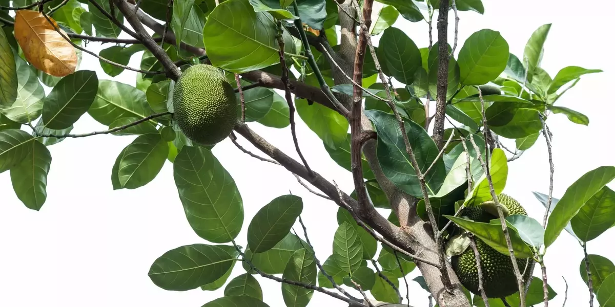 Artochalcone: Un Promettente Inibitore della Tirosinasi dai Fiori dell'Albero del Pane