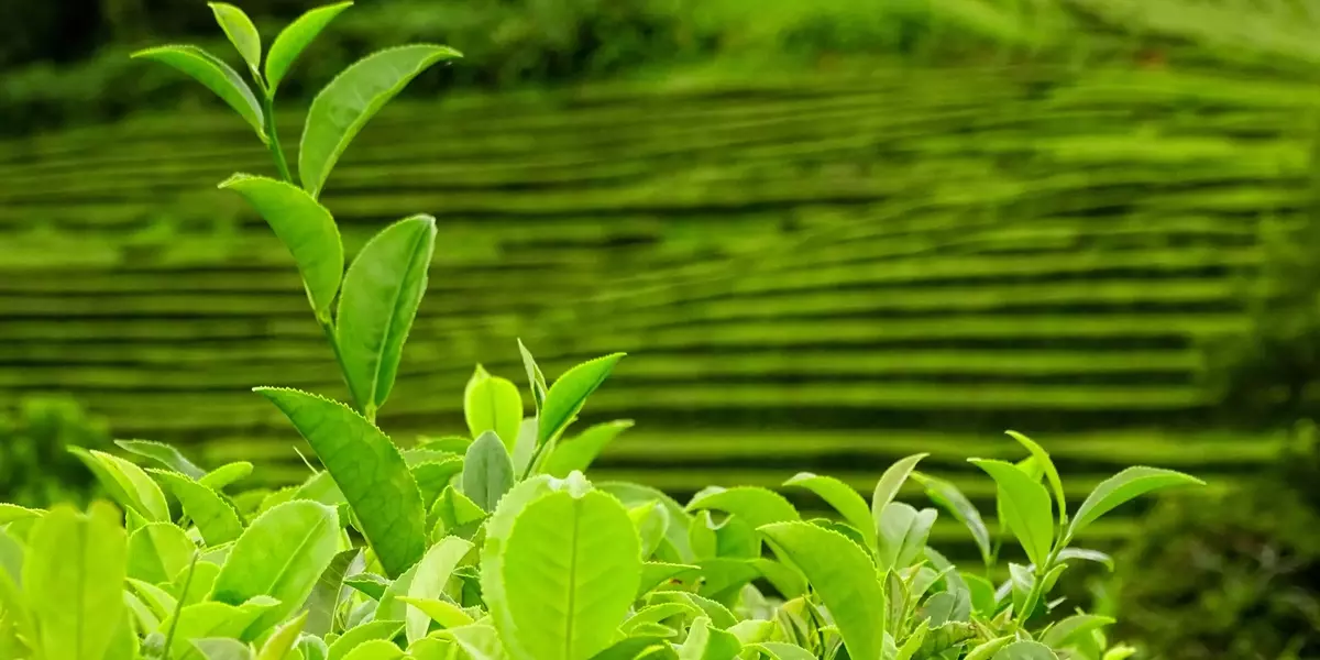 Rivoluzione Cosmetica: Il Potenziale dei Polifenoli da Tè Matcha e Yerba Mate