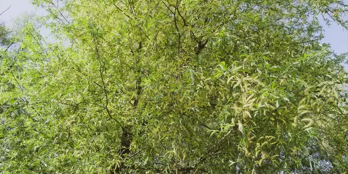 Potenziale Fotoprotettivo degli Estratti di Salix × fragilis nelle Formulazioni Cosmetiche