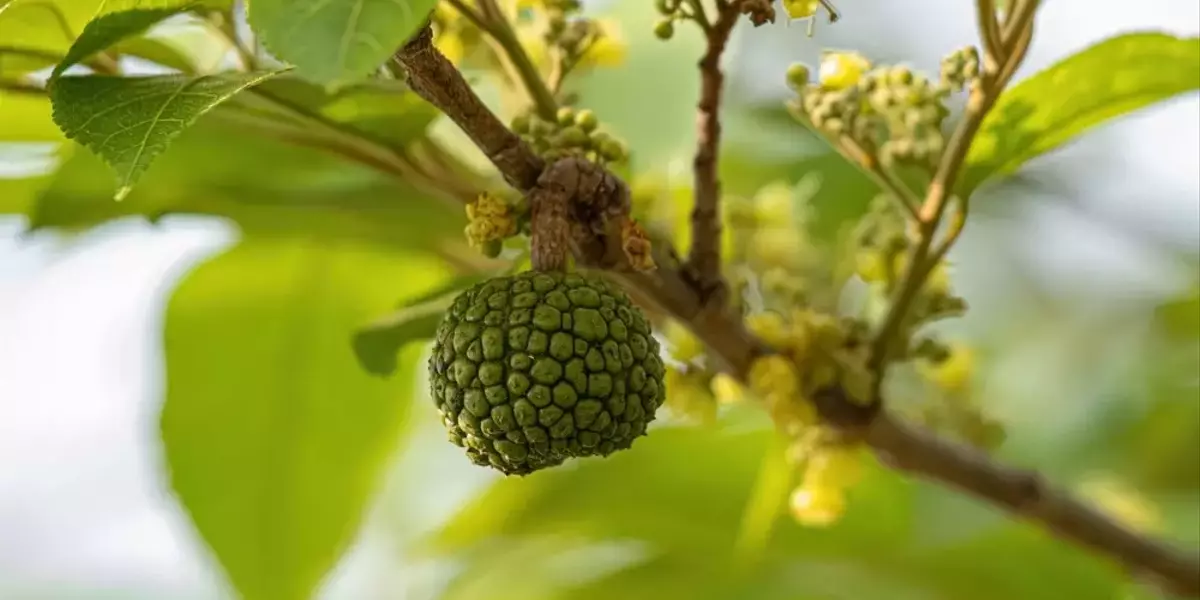 Potenziale cosmetico degli estratti di corteccia di Guazuma ulmifolia e Cedrela fissilis