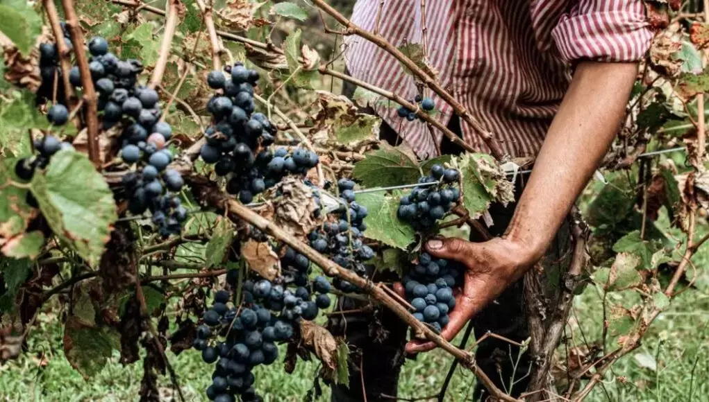 “Vinelli Ribelli”: Una Giornata di Degustazioni, Confronti e Intrattenimento a Bologna