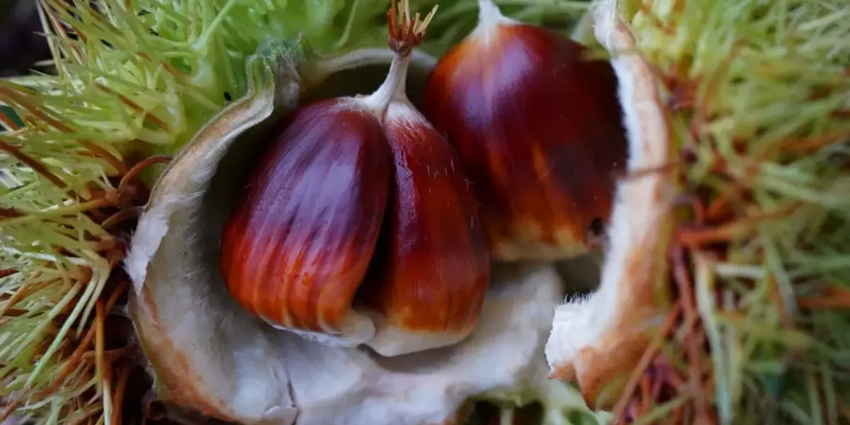 La castagna: protagonista in cosmesi, profumeria e cucina per l'autunno