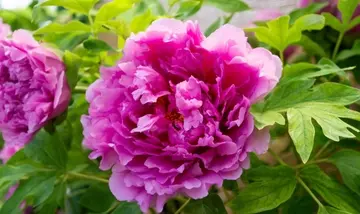 Gli Estratti di Peonia Selvatica: Un Nuovo Alleato Cosmetico Contro il Fotoinvecchiamento Cutaneo