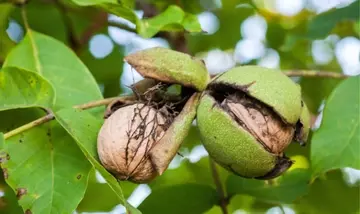 Ricerca Approfondita sull'Olio di Noci per Usi Cosmetici