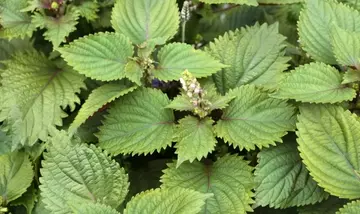 Creme solari reef-safe: l'estratto di Perilla frutescens rivoluziona la fotoprotezione