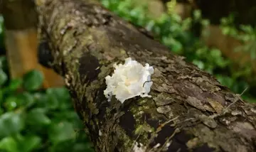 Potenziali Applicazioni dei Composti Bioattivi Fungini nel Settore Cosmetico