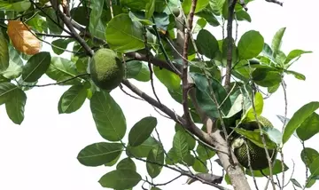 Artochalcone: Un Promettente Inibitore della Tirosinasi dai Fiori dell'Albero del Pane