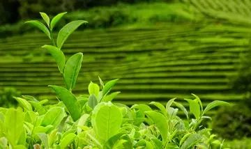 Rivoluzione Cosmetica: Il Potenziale dei Polifenoli da Tè Matcha e Yerba Mate
