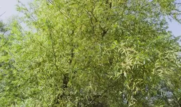 Potenziale Fotoprotettivo degli Estratti di Salix × fragilis nelle Formulazioni Cosmetiche