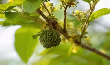 Potenziale cosmetico degli estratti di corteccia di Guazuma ulmifolia e Cedrela fissilis