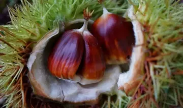 La castagna: protagonista in cosmesi, profumeria e cucina per l'autunno